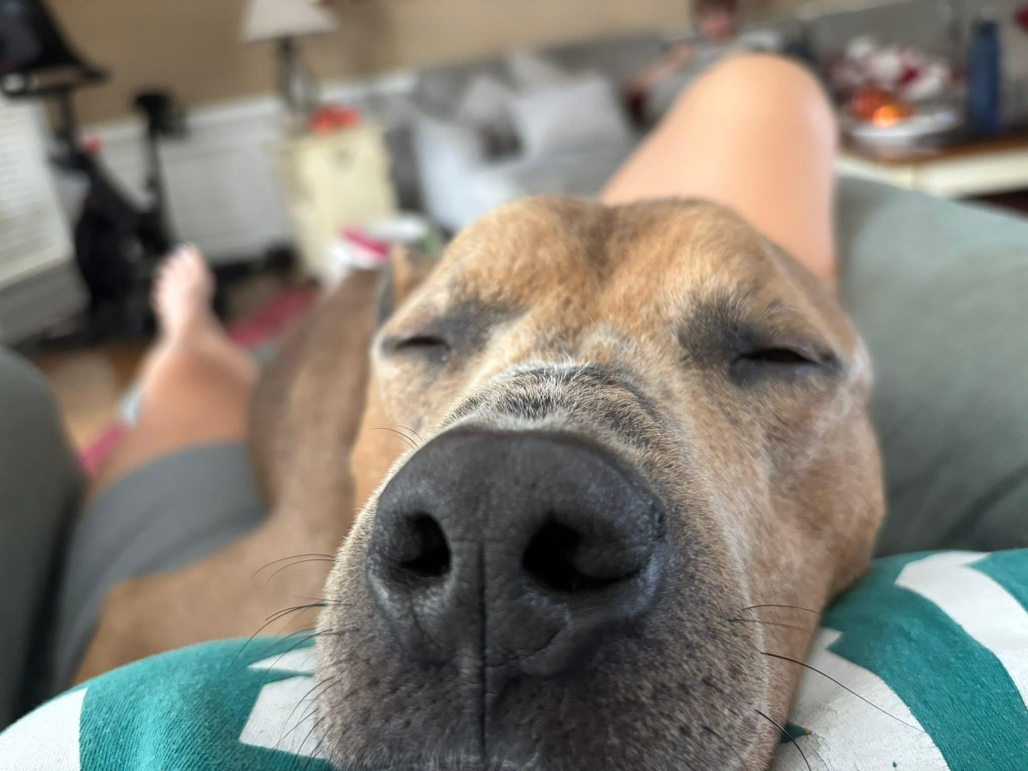 Enlarge Archie, an adopted mixed breed in Ayden, NC image 3/6