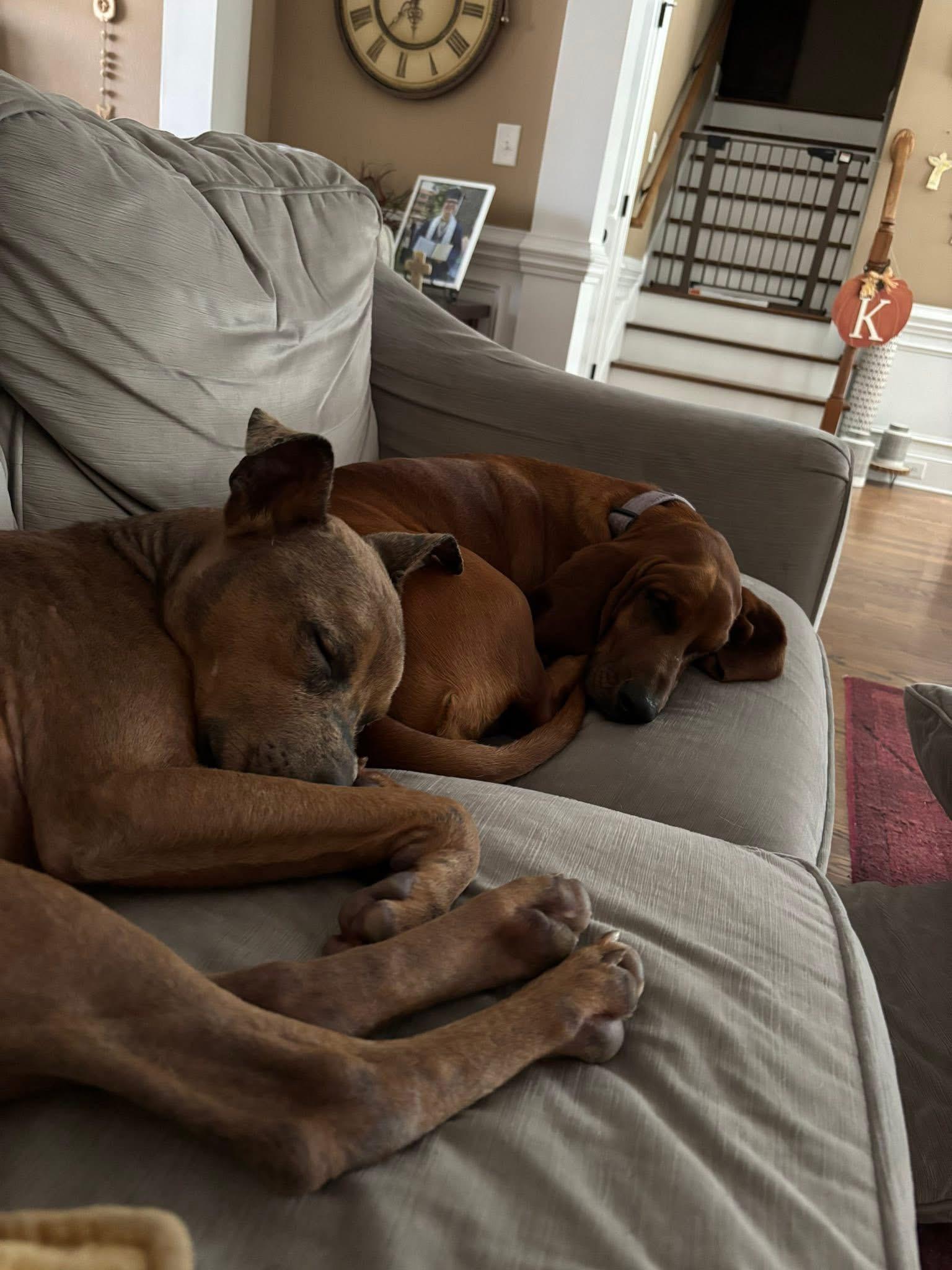 Enlarge Archie, an adopted mixed breed in Ayden, NC image 4/6