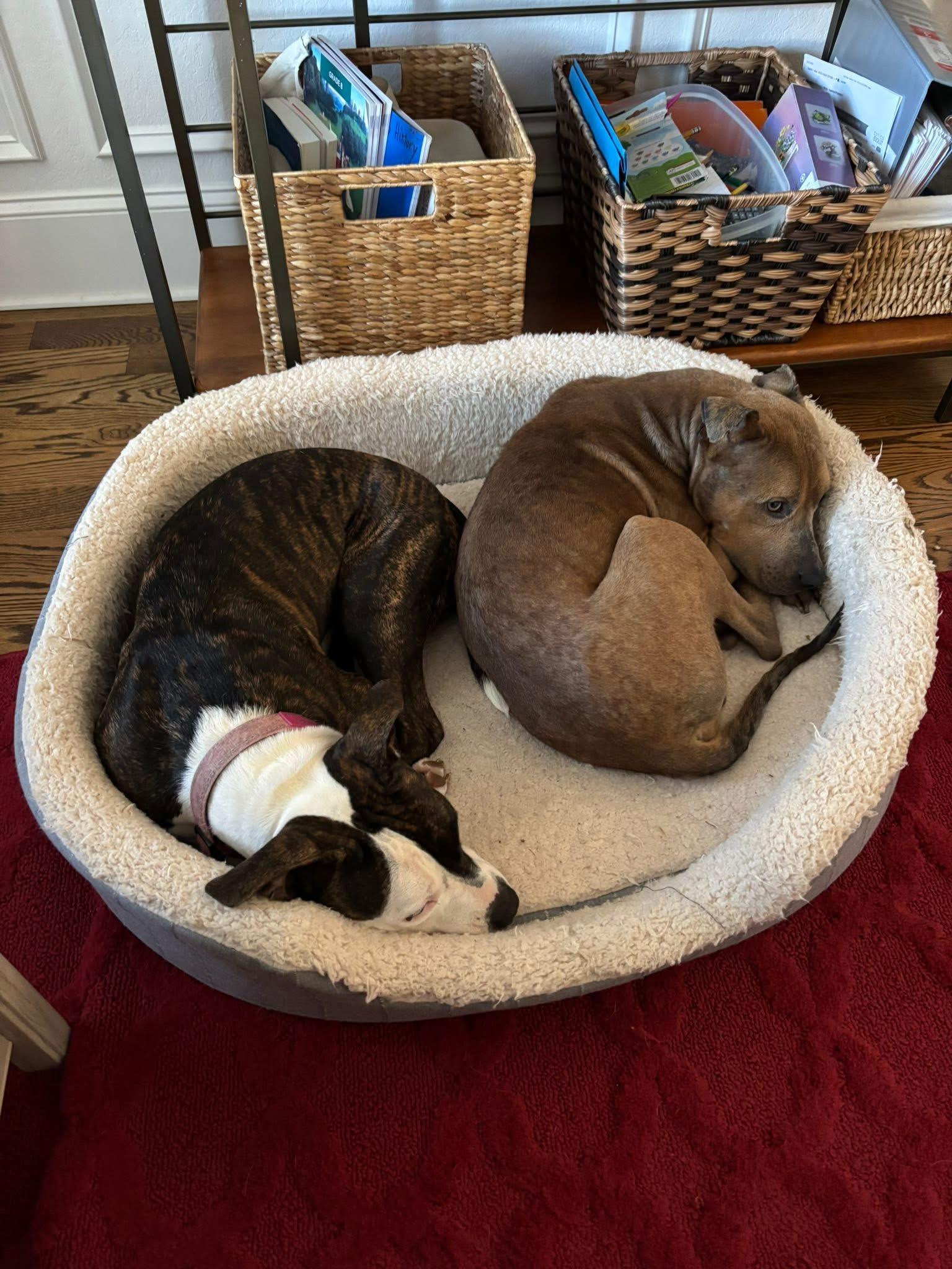 Enlarge Archie, an adopted mixed breed in Ayden, NC image 5/6