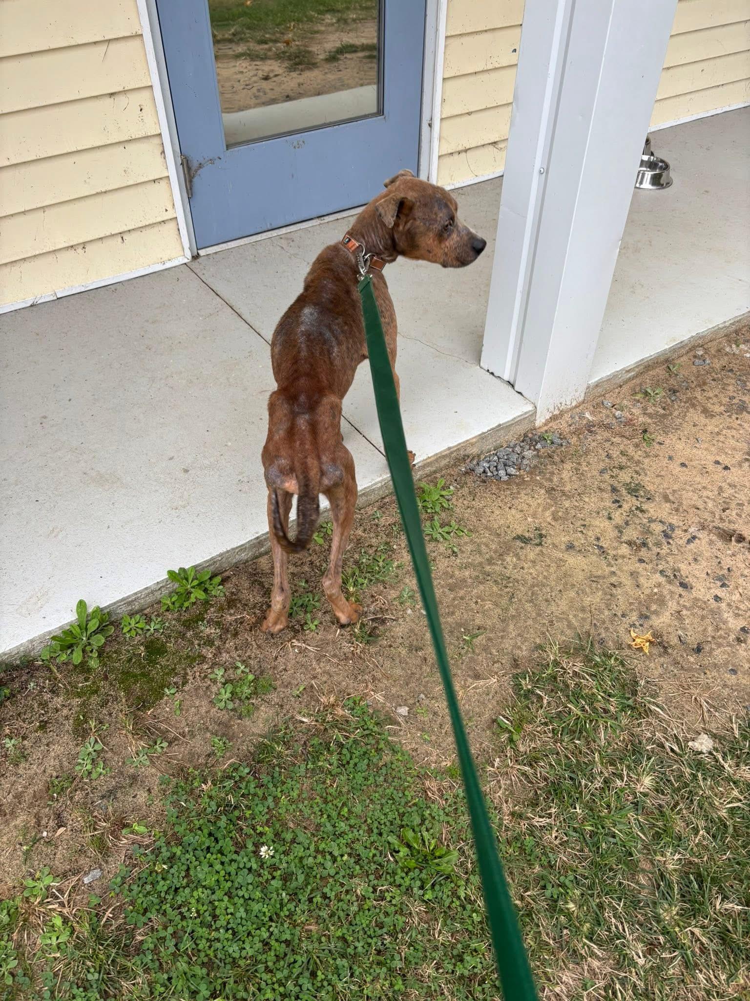 Enlarge Archie, an adopted mixed breed in Ayden, NC image 6/6