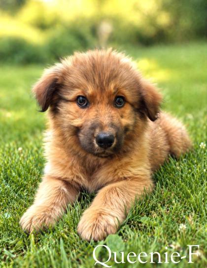 Queenie, Adoptable, Adult Female Great Pyrenees & Mixed Breed.