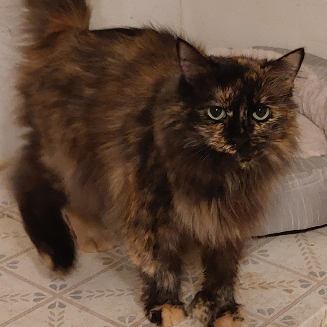 Pandora, a Adopted mixed breed in Allegan, MI image 2/3