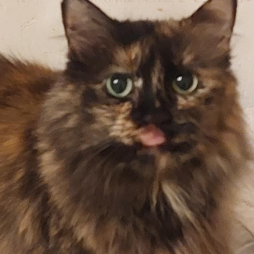 Pandora, Adopted, Adult Female Extra-Toes Cat / Hemingway Polydactyl & Tortoiseshell.