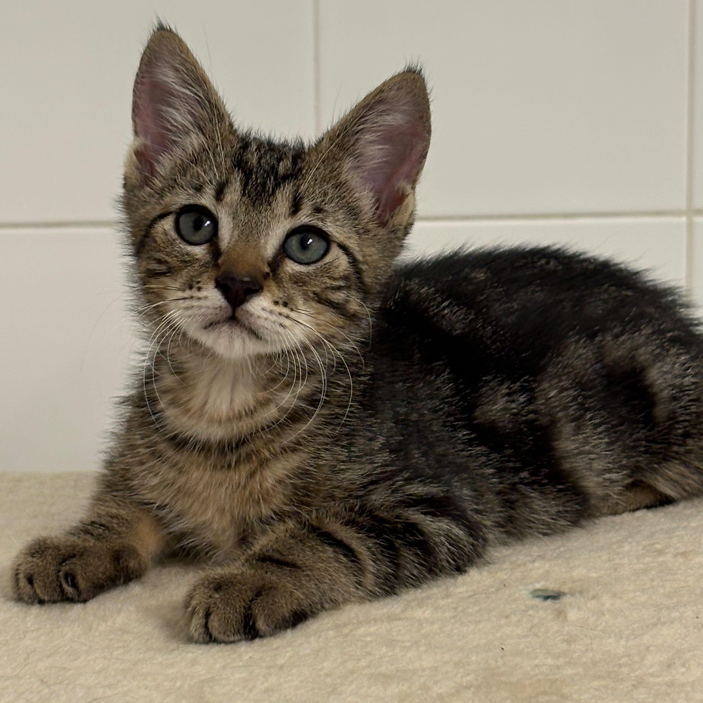Enlarge Chevy, an adoptable Domestic Short Hair in Boca Raton, FL image 2/4