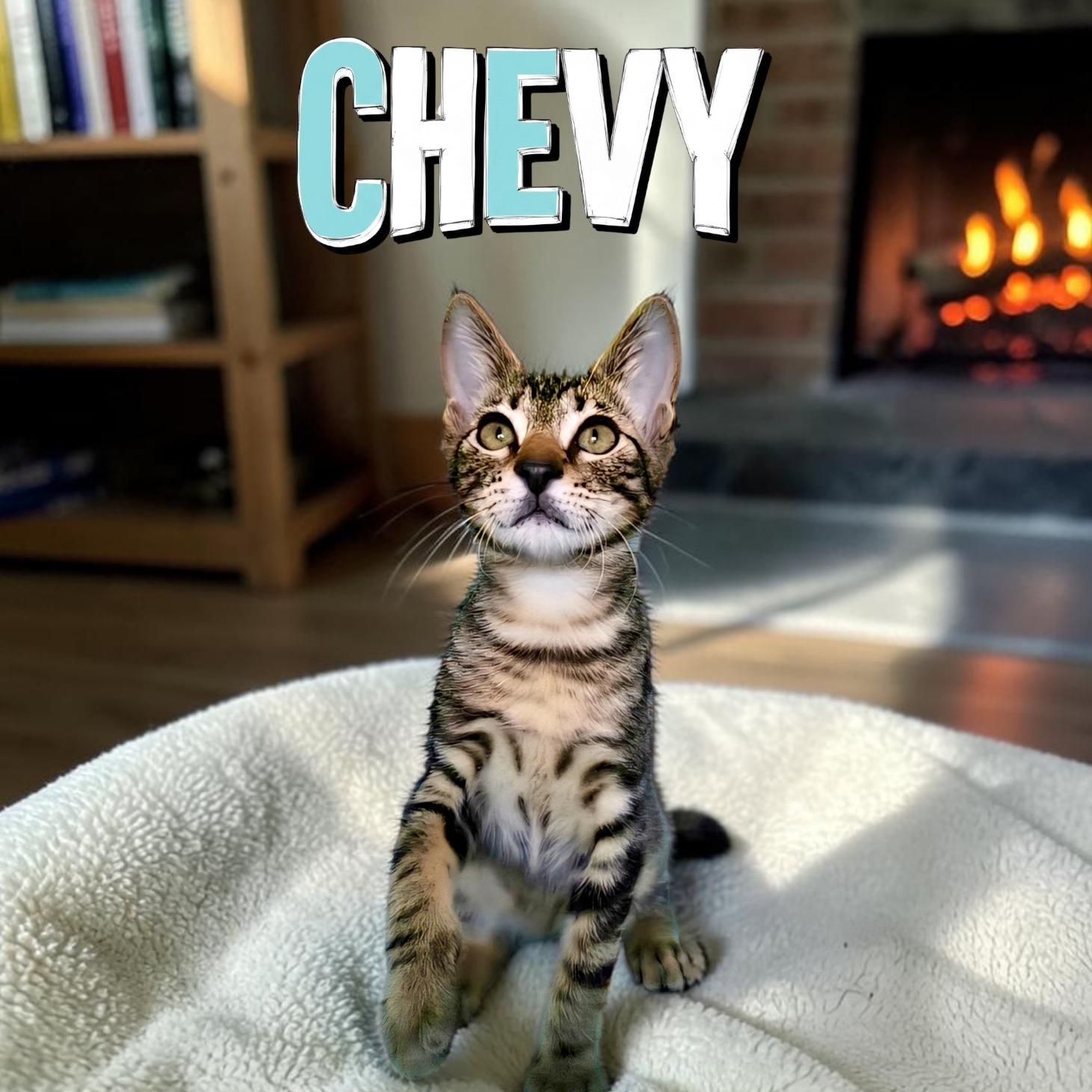 Chevy, adoptable, Kitten Male Domestic Short Hair.