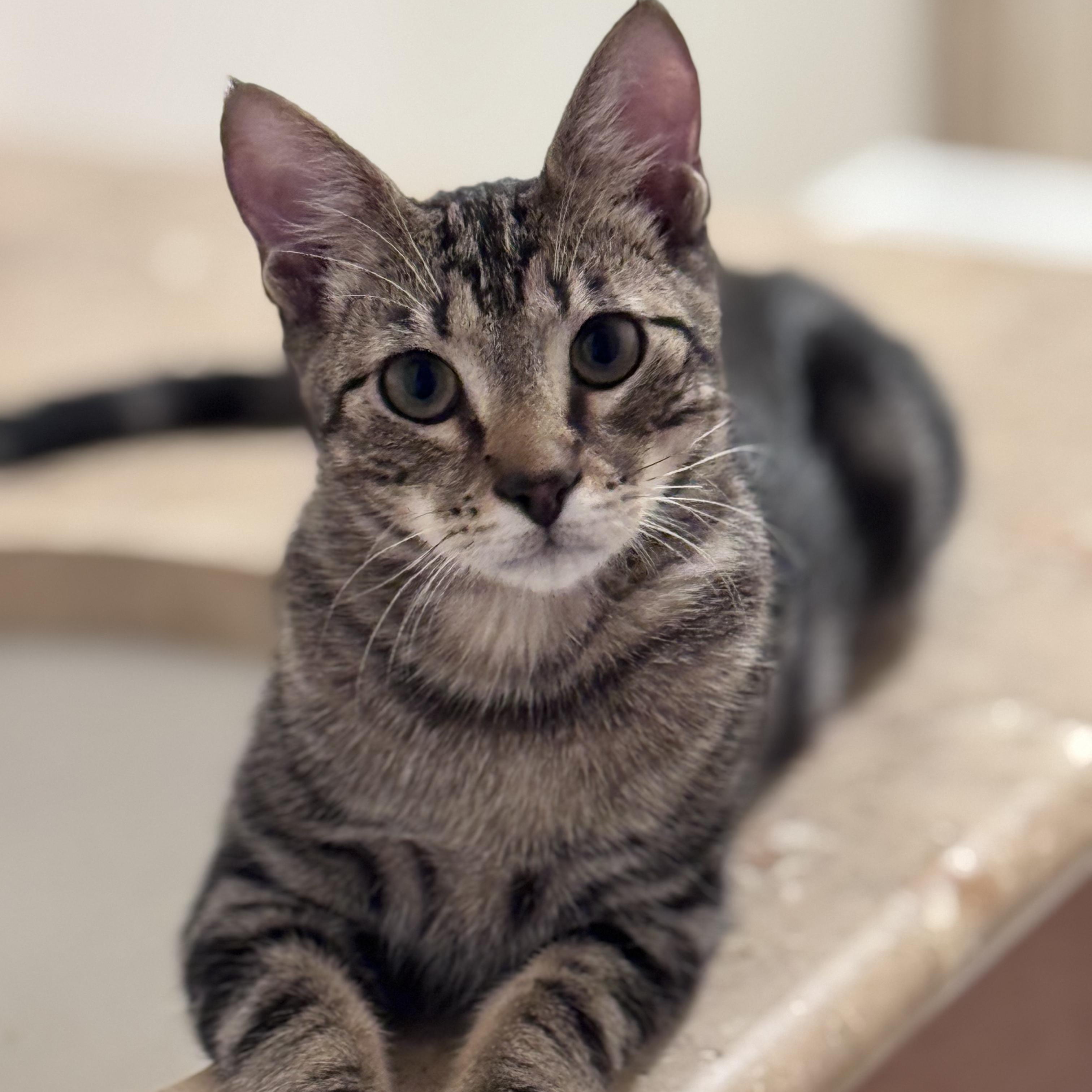 Enlarge Cute Chevy, a Adoptable Domestic Short Hair in Boca Raton, FL image 2/6