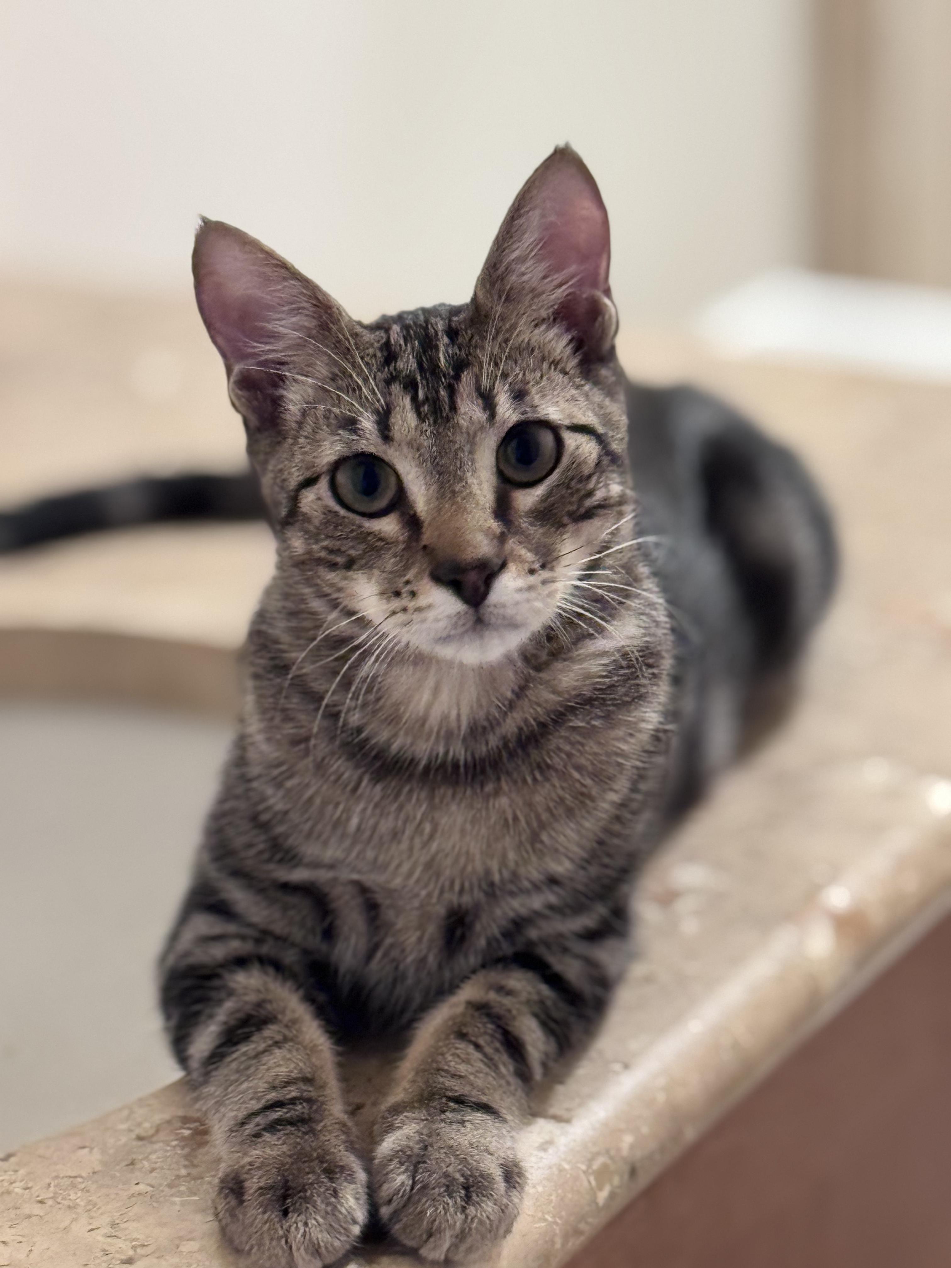 Enlarge Chevy, a Adoptable Domestic Short Hair in Boca Raton, FL image 1/3