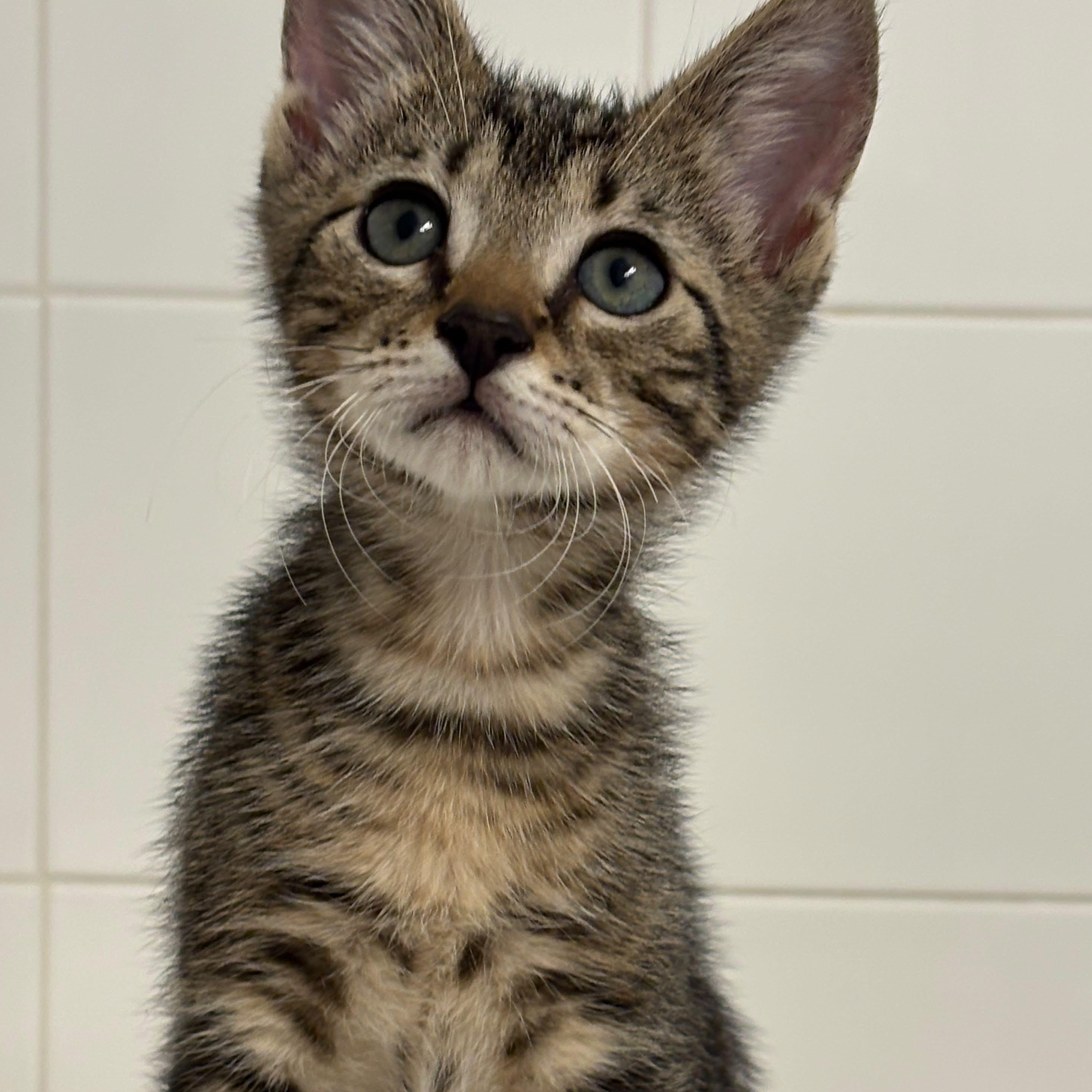 Enlarge Chevy, an adoptable Domestic Short Hair in Boca Raton, FL image 3/4