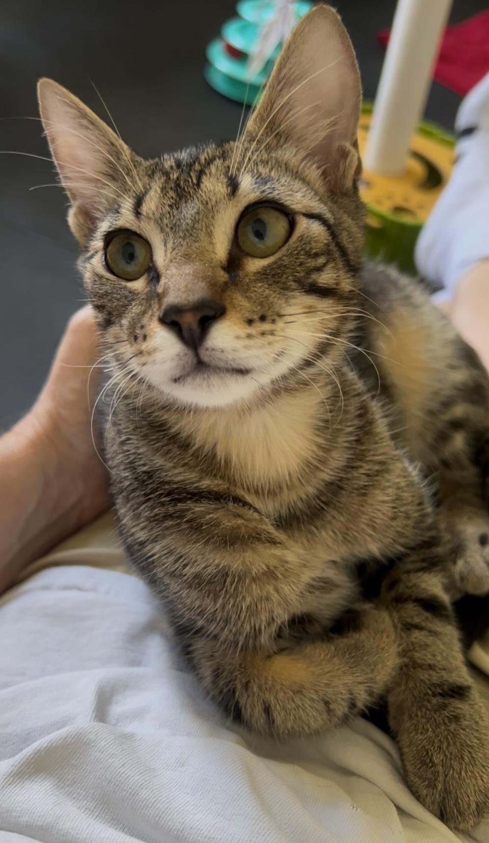 Enlarge Cute Chevy, a Adoptable Domestic Short Hair in Boca Raton, FL image 4/6