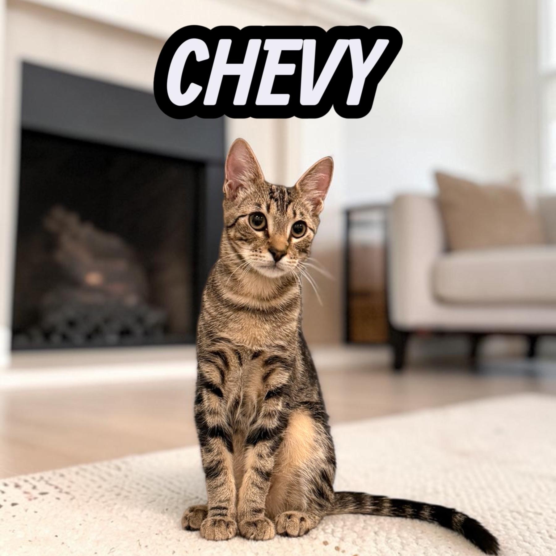 Enlarge Cute Chevy, a Adoptable Domestic Short Hair in Boca Raton, FL image 1/6