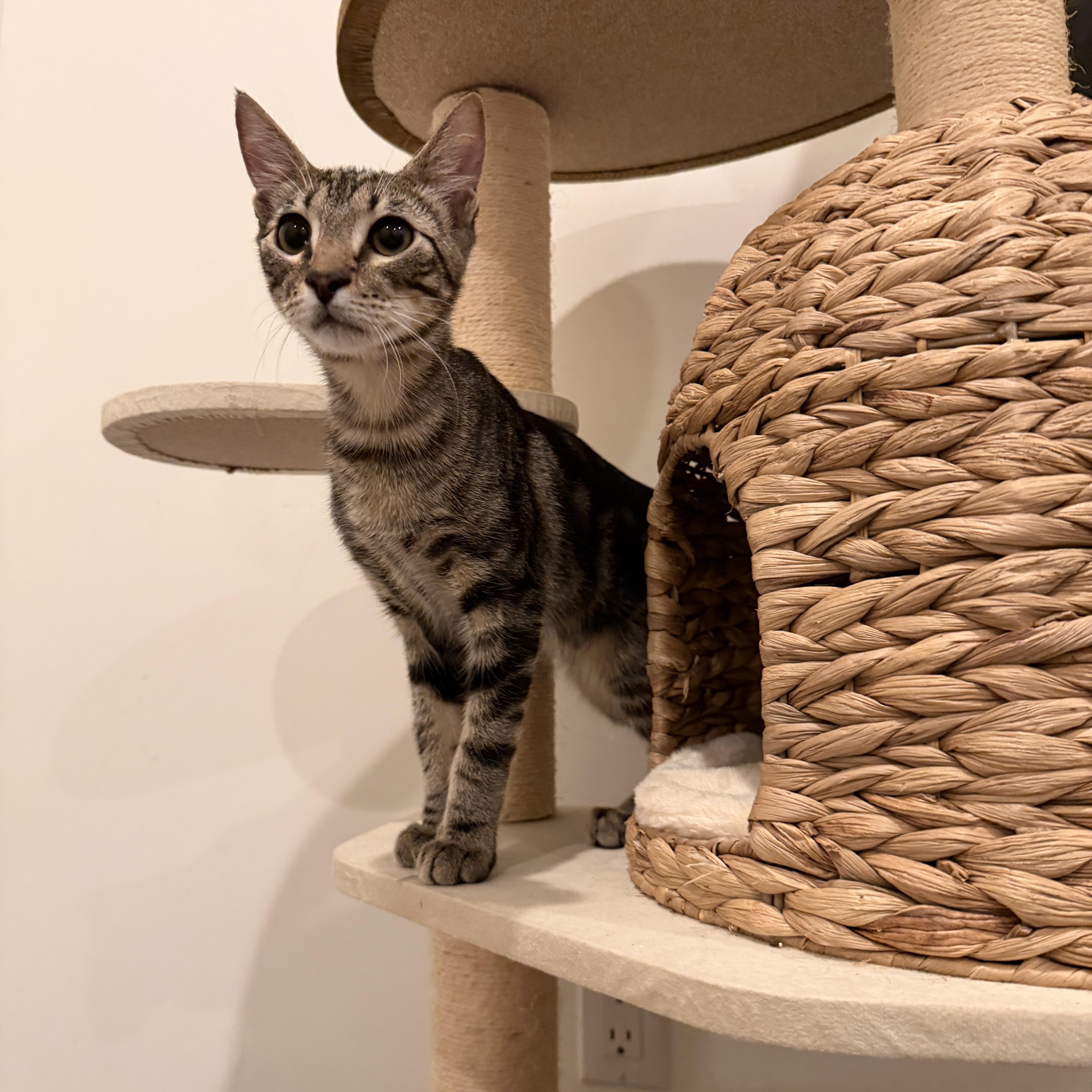 Enlarge Cute Chevy, a Adoptable Domestic Short Hair in Boca Raton, FL image 5/6