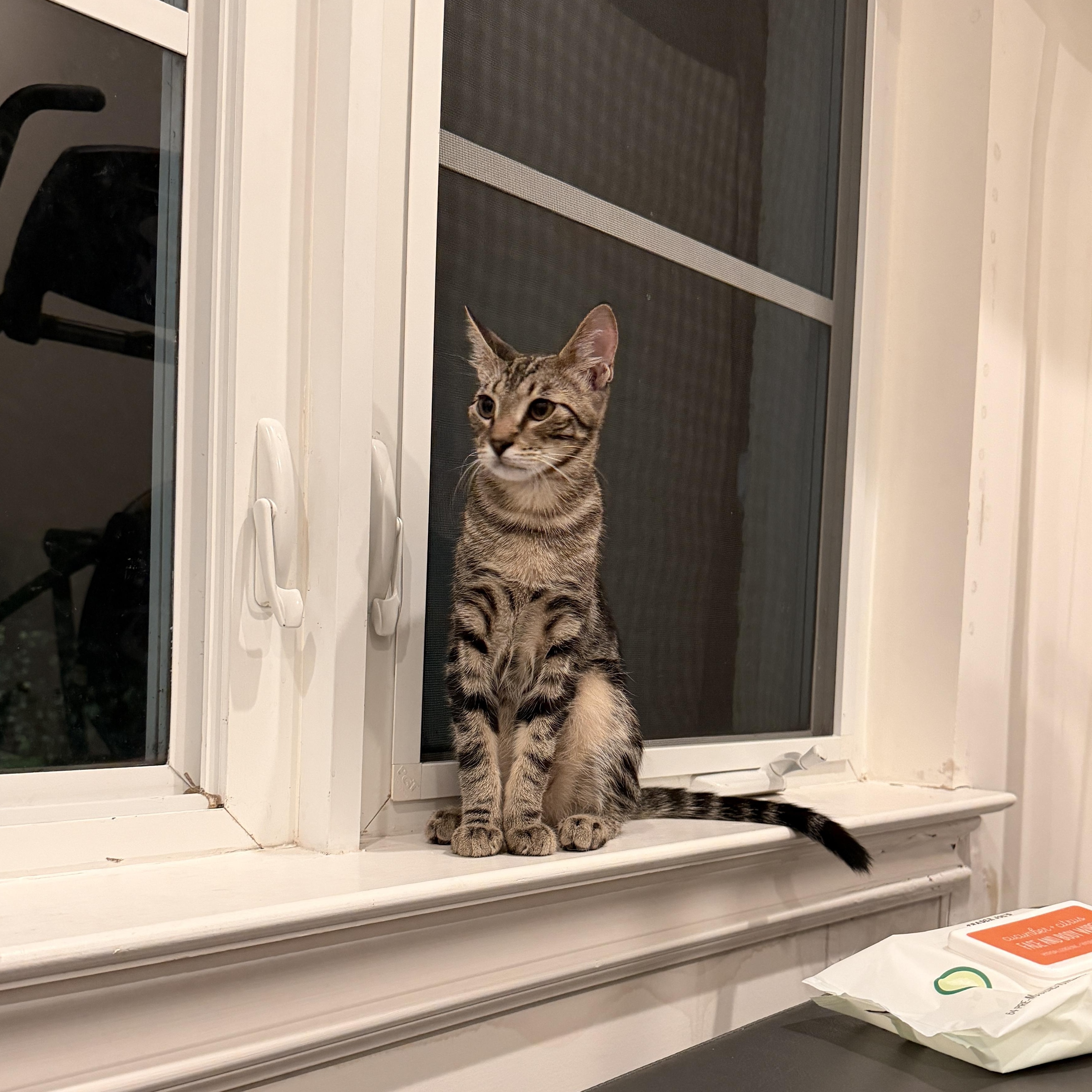 Enlarge Cute Chevy, a Adoptable Domestic Short Hair in Boca Raton, FL image 3/6