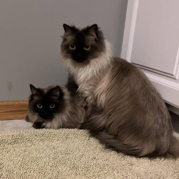 Enlarge Barley, an adoptable mixed breed in Omaha, NE image 1/5