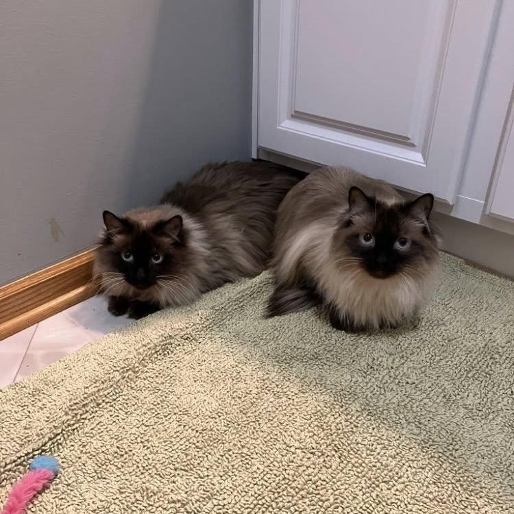 Enlarge Barley, an adoptable mixed breed in Omaha, NE image 4/5