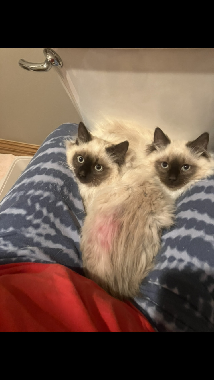 Enlarge Barley, an adoptable mixed breed in Omaha, NE image 3/5