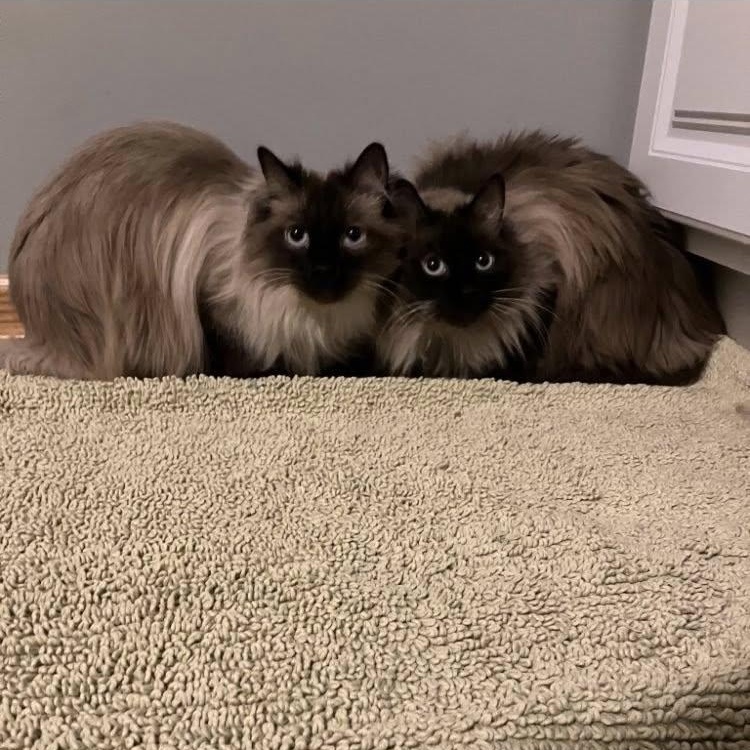 Enlarge Barley, an adoptable mixed breed in Omaha, NE image 5/5