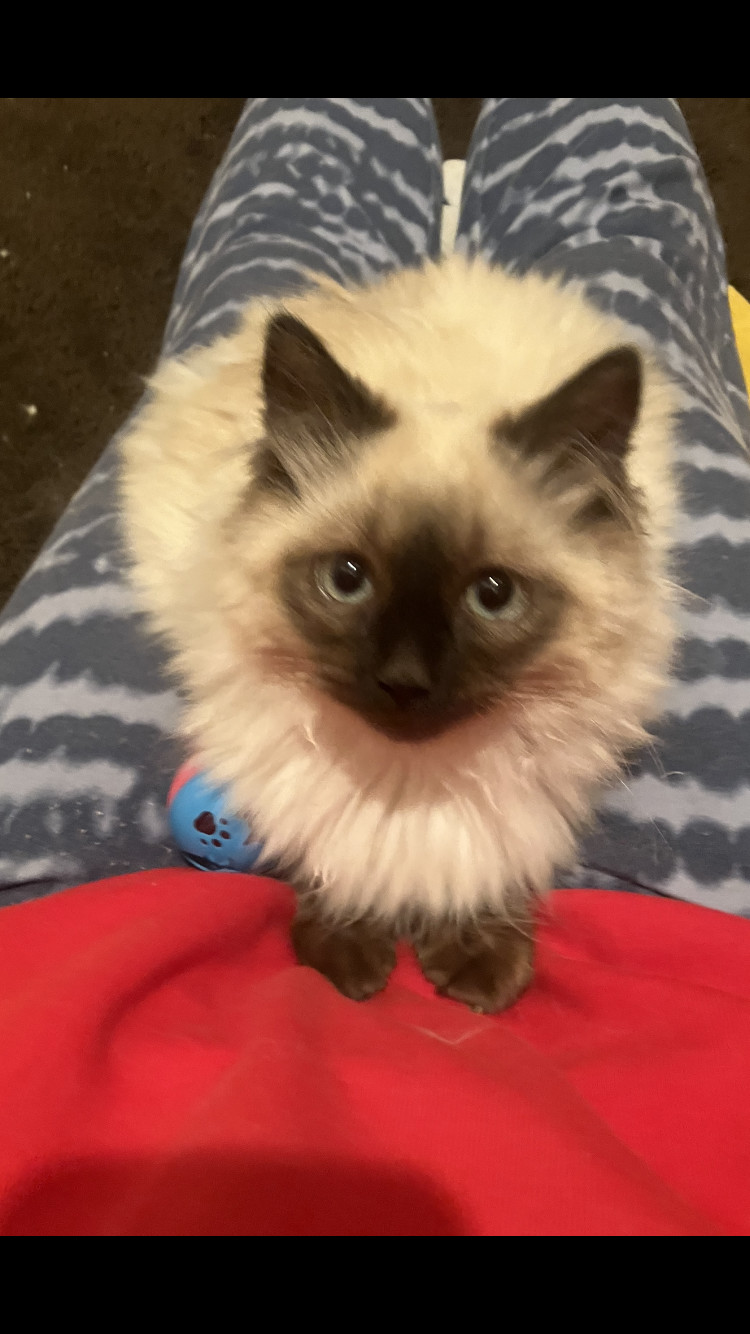 Enlarge Barley, an adoptable mixed breed in Omaha, NE image 2/5