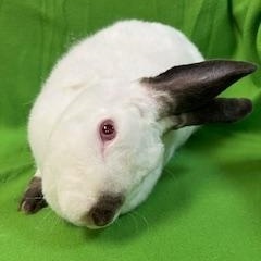 Snowdrop, Adoptable, Adult Female Mini Rex.