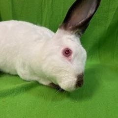 Enlarge Snowdrop, a Adoptable Mini Rex in Haltom City, TX image 2/5