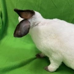Enlarge Snowdrop, a Adoptable Mini Rex in Haltom City, TX image 3/5