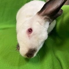 Enlarge Snowdrop, a Adoptable Mini Rex in Haltom City, TX image 4/5