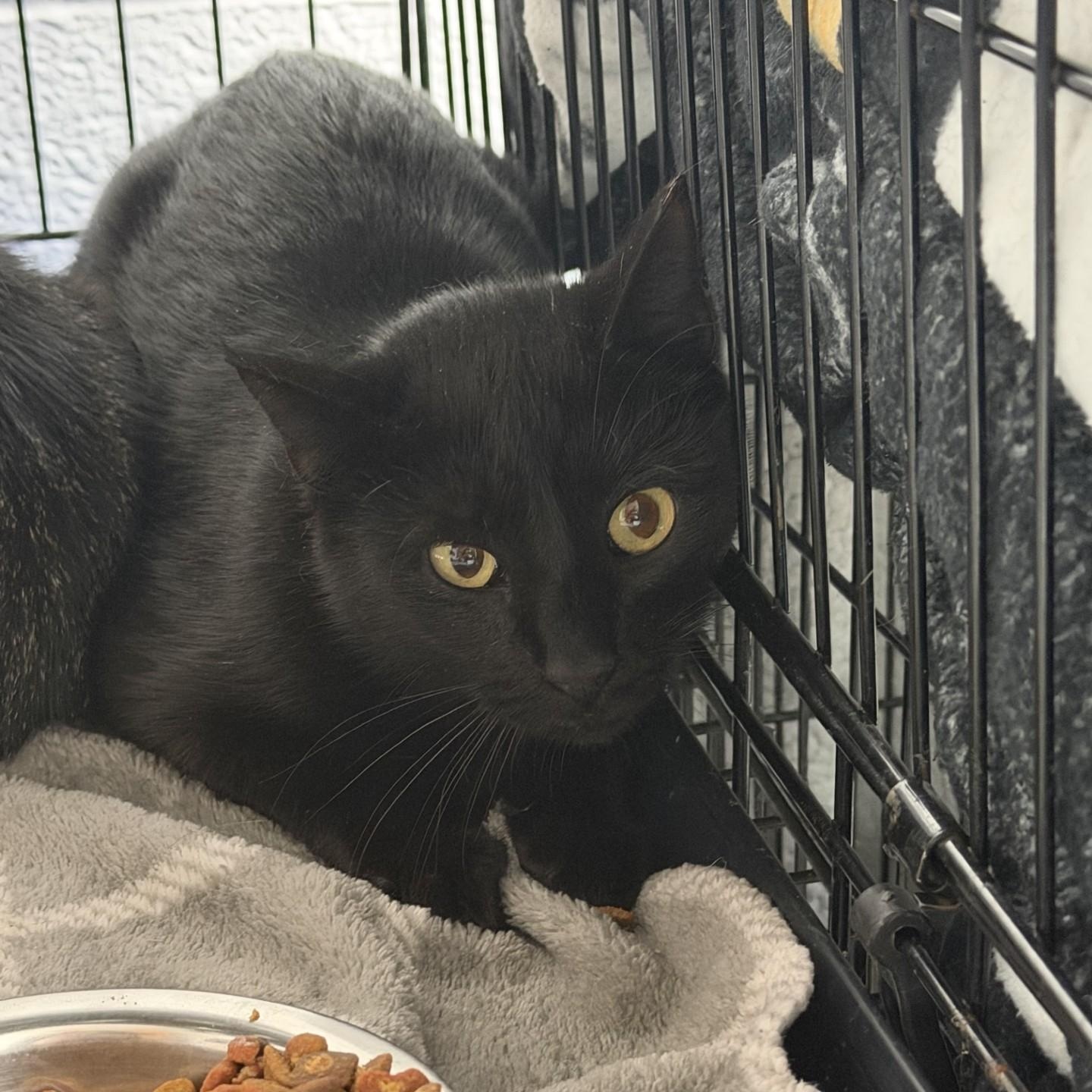 Paramore-Barn Cat, Adopted, Adult Female Domestic Short Hair.
