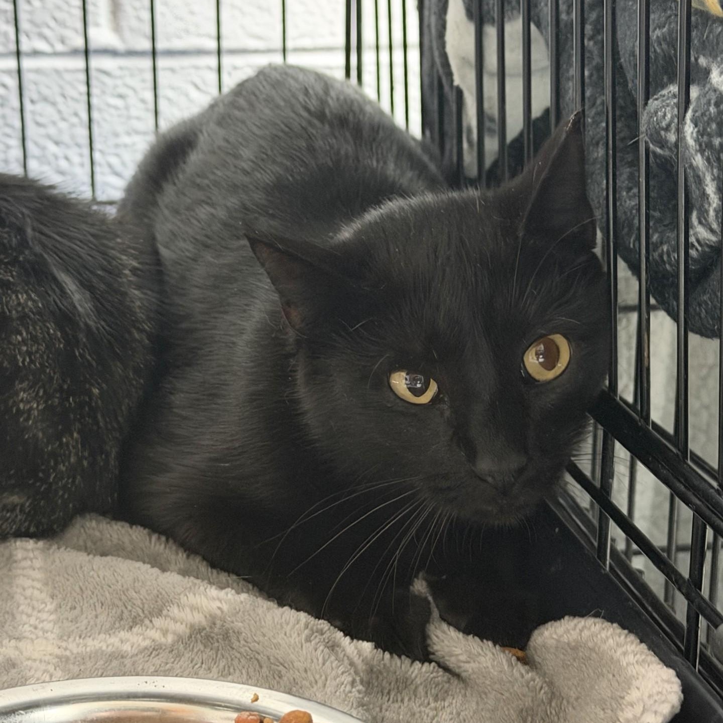 Enlarge Paramore-Barn Cat, a Adopted Domestic Short Hair in Waterloo, IA image 2/2