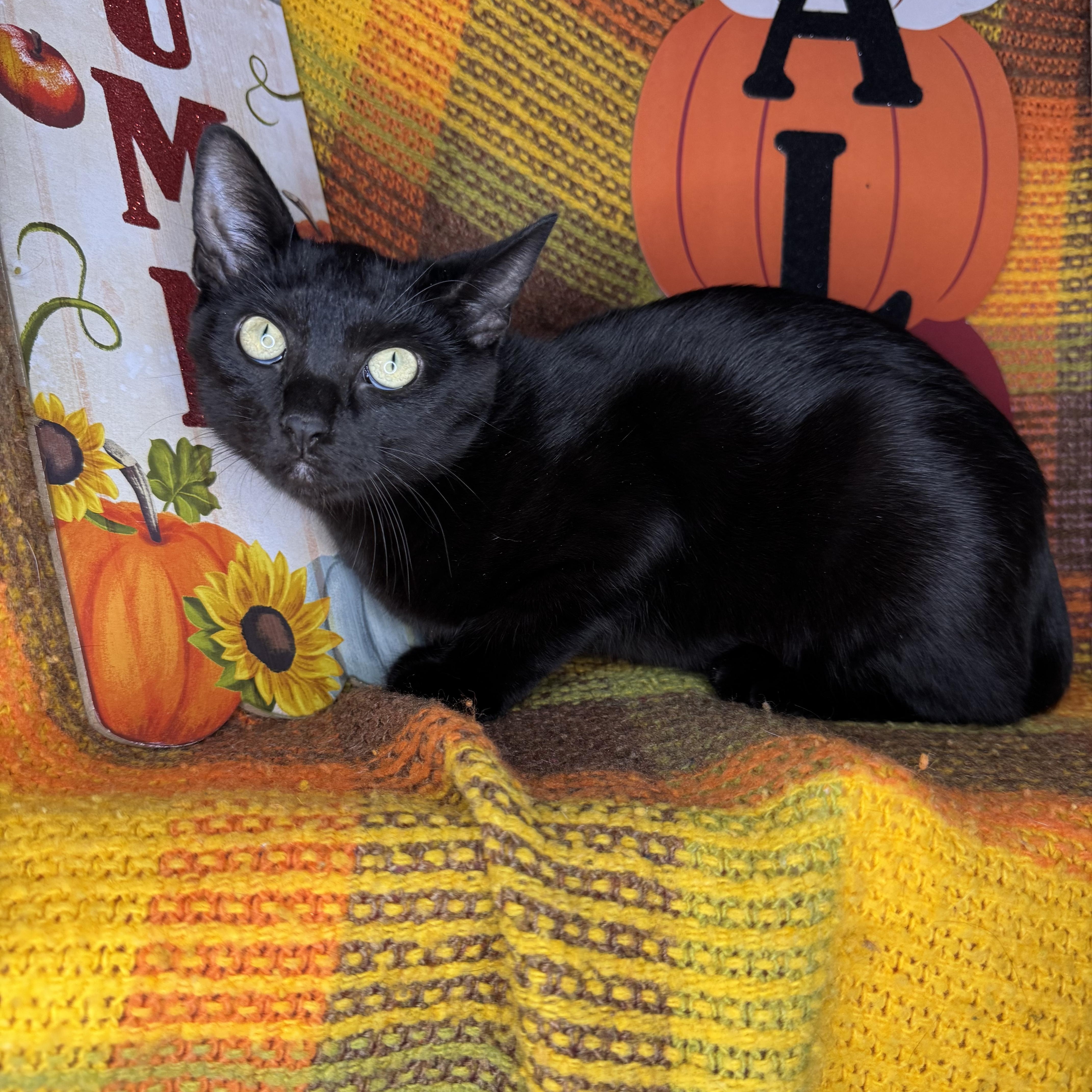 Enlarge Iridessa, a Adoptable mixed breed in Mount Vernon, IL image 1/6