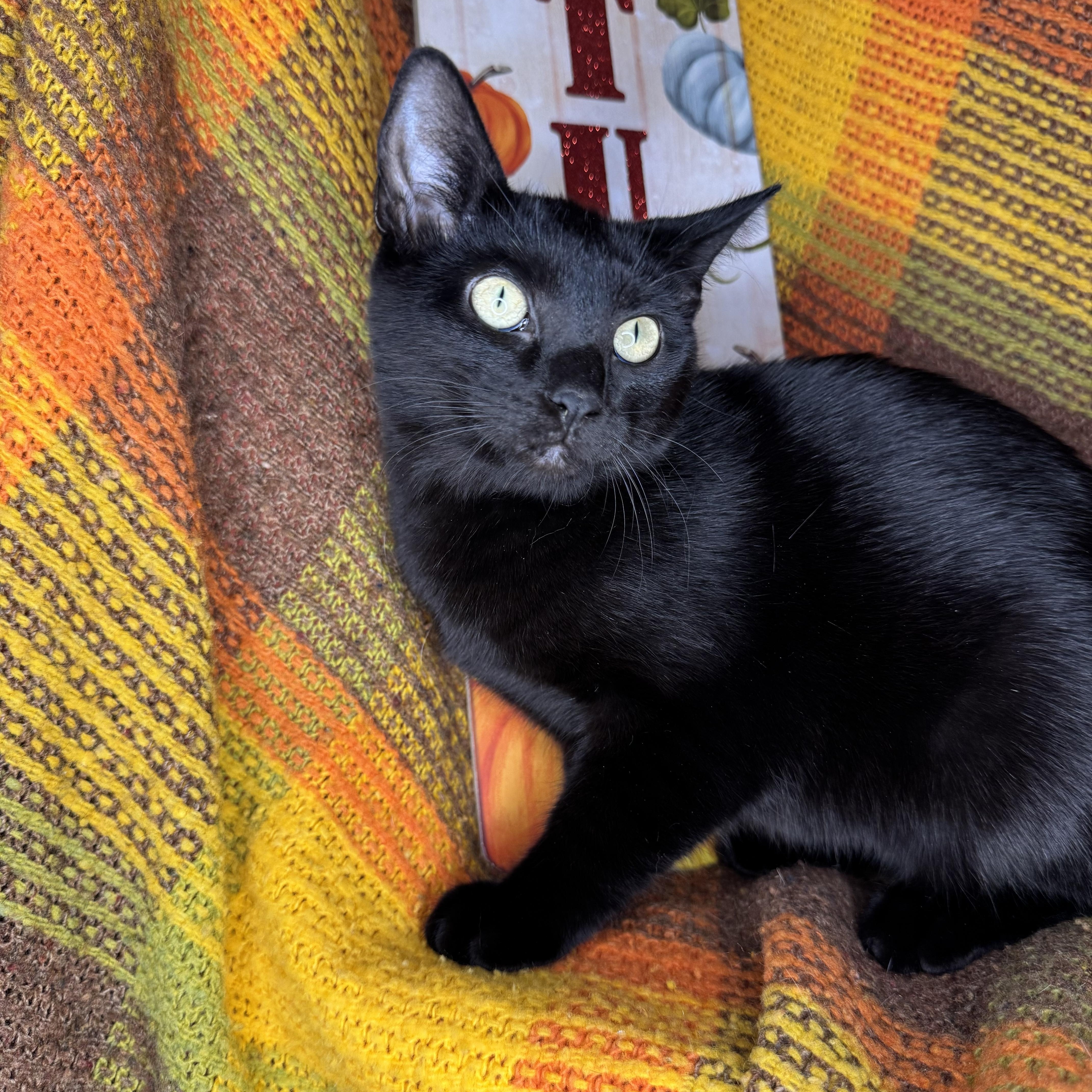 Enlarge Iridessa, a Adoptable mixed breed in Mount Vernon, IL image 3/6