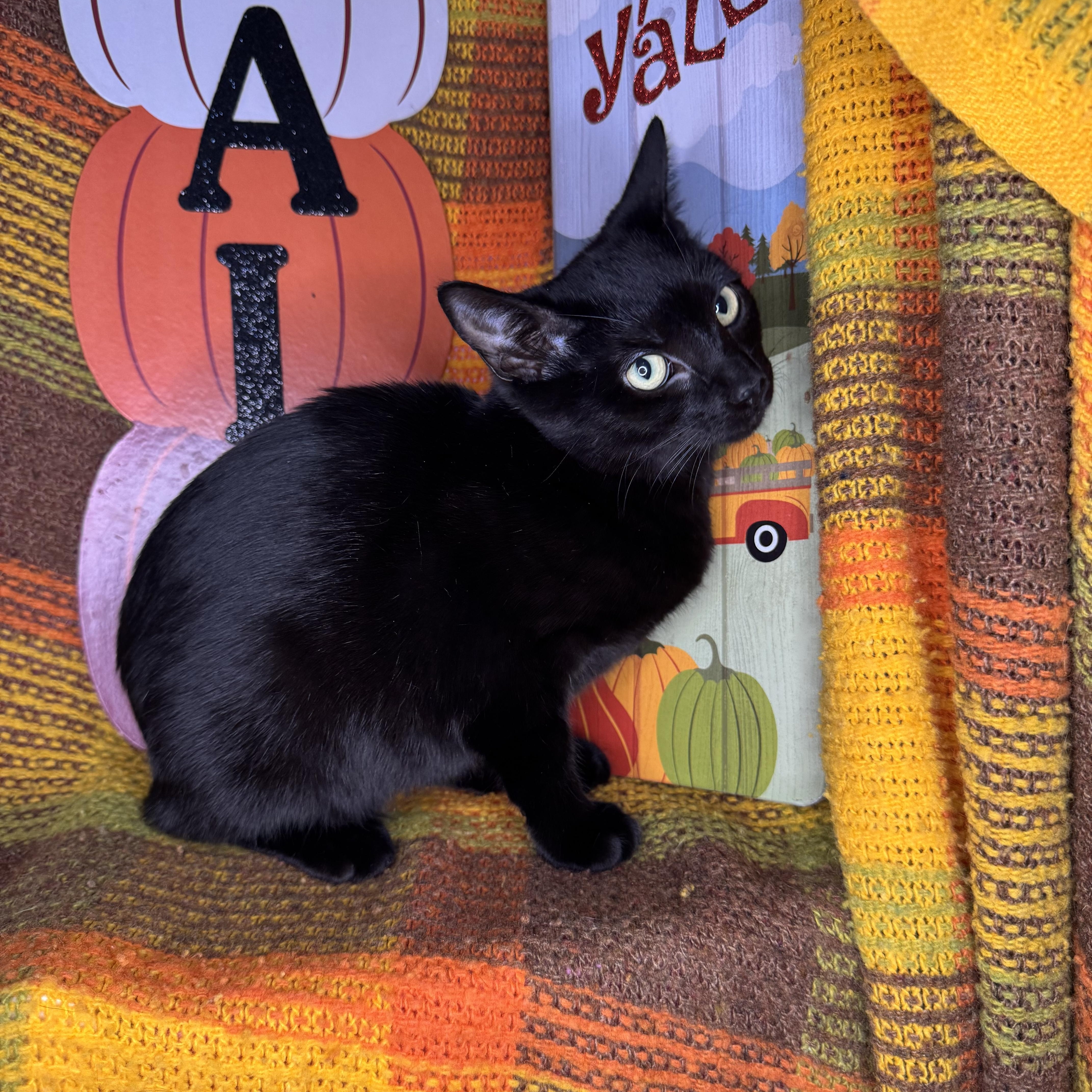 Enlarge Iridessa, a Adoptable mixed breed in Mount Vernon, IL image 5/6