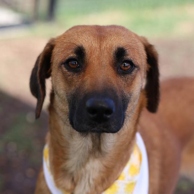 PANCAKE, Adoptable, Young Female Hound.