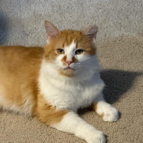 Rupert , ADOPTABLE, Adult Male Domestic Long Hair.