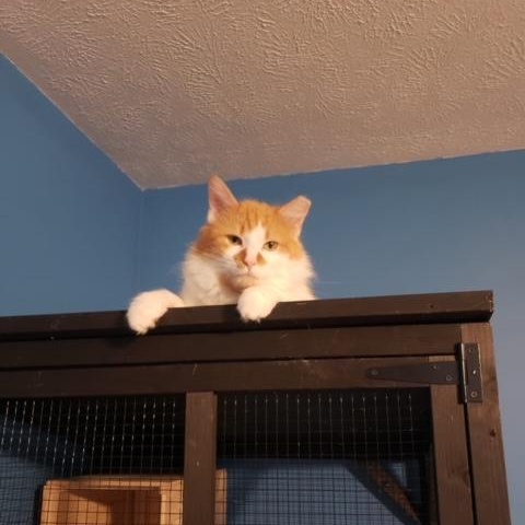 Enlarge Rupert , a ADOPTABLE Domestic Long Hair in Hudsonville, MI image 2/3