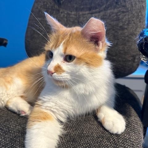 Enlarge Rupert , a ADOPTABLE Domestic Long Hair in Hudsonville, MI image 3/3