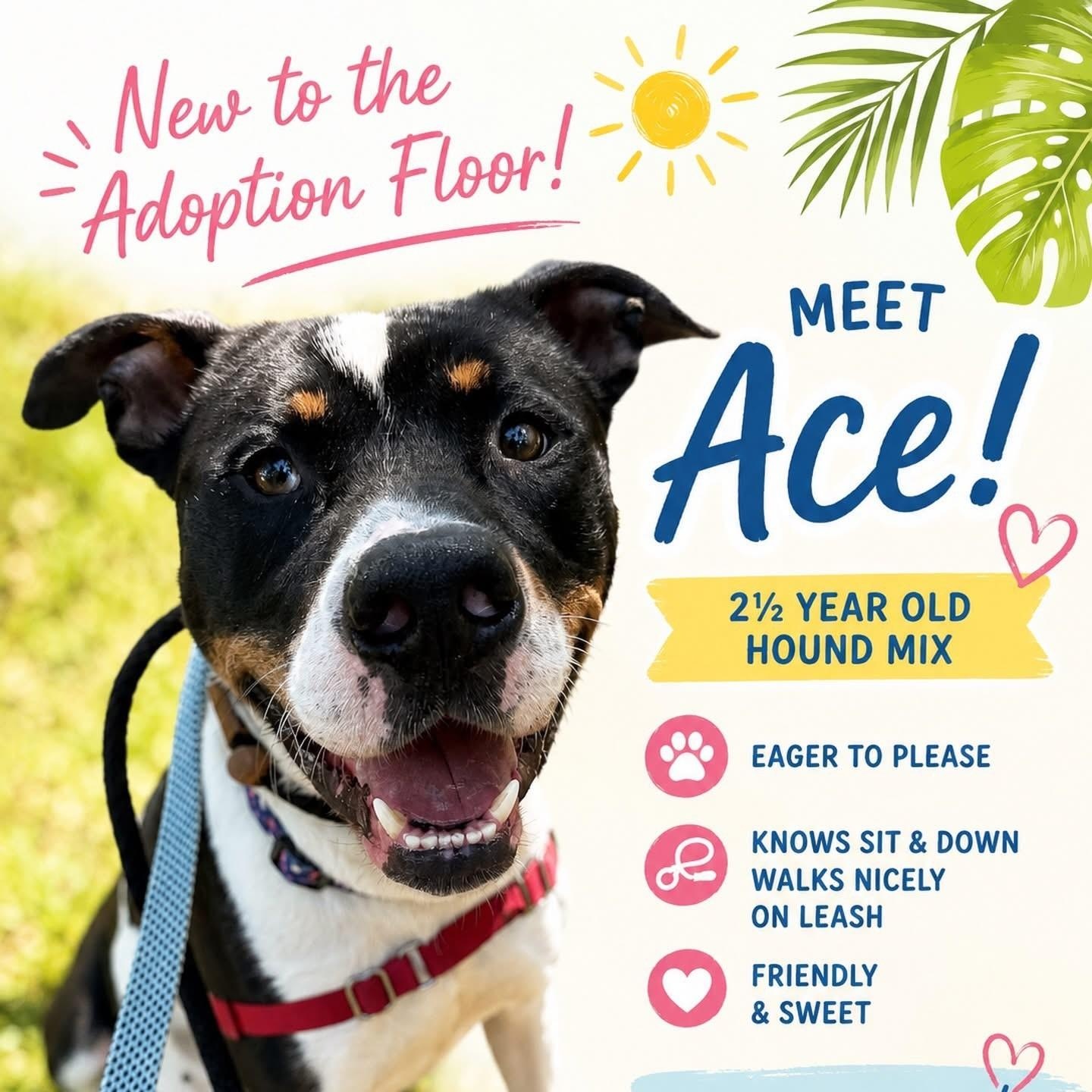 Enlarge Ace, a ADOPTABLE mixed breed in Jackson, NJ image 1/1