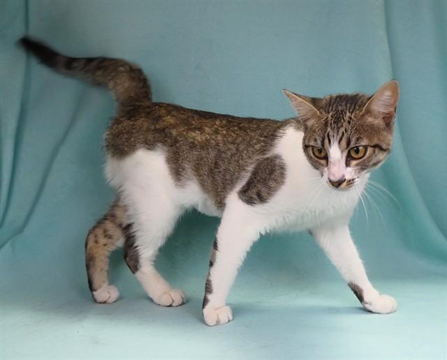 MONA, Adoptable, Young Female Domestic Medium Hair.