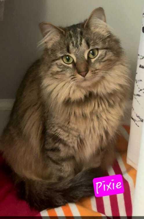 Pixie, Adoptable, Adult Female Domestic Long Hair.
