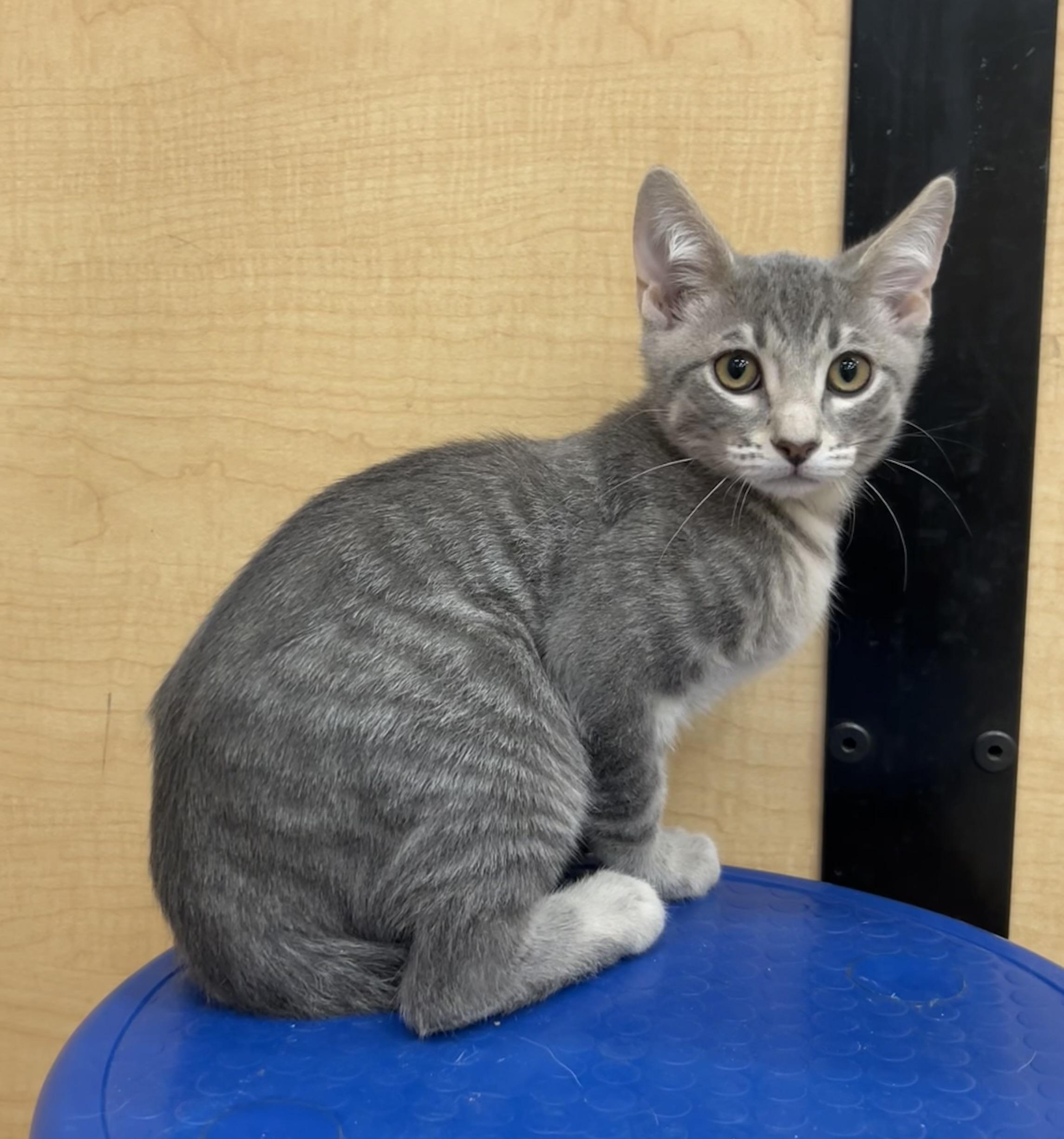 Violin, ADOPTABLE, Kitten Male Tabby & Domestic Short Hair.