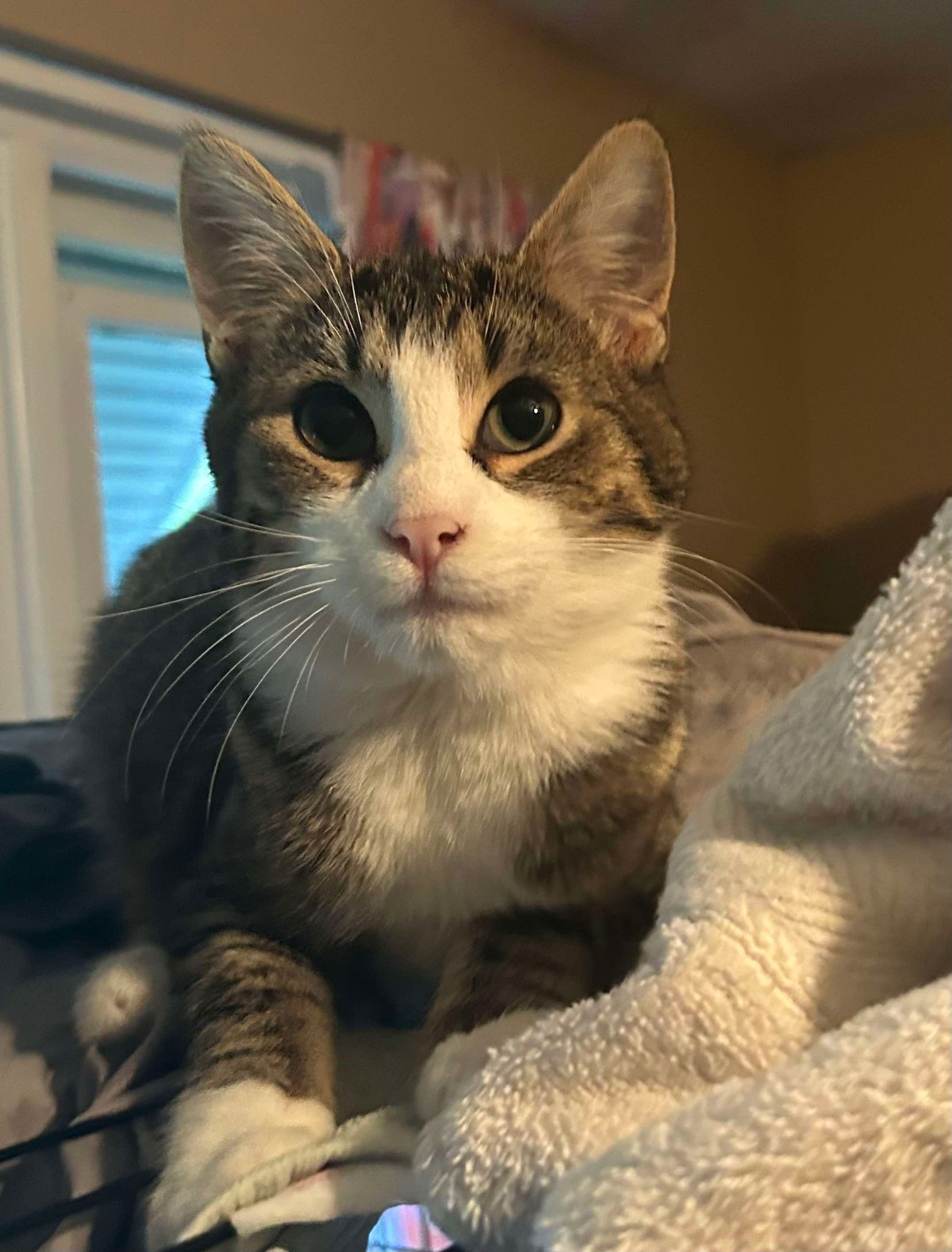 Westfield Homeless Cat Project - 9lzwaji