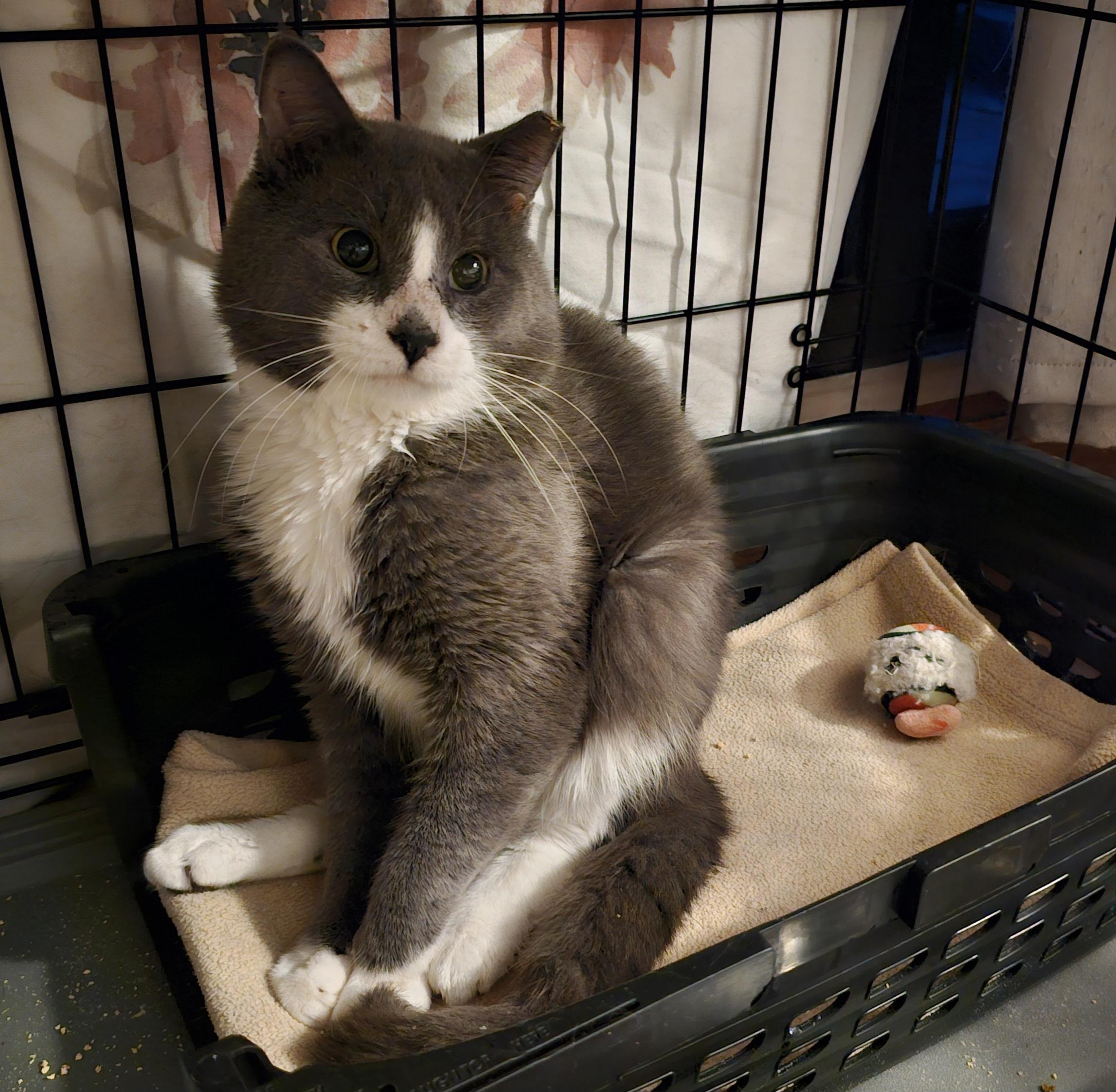 Enlarge Bagel, a ADOPTABLE mixed breed in Ridgefield, CT image 4/6