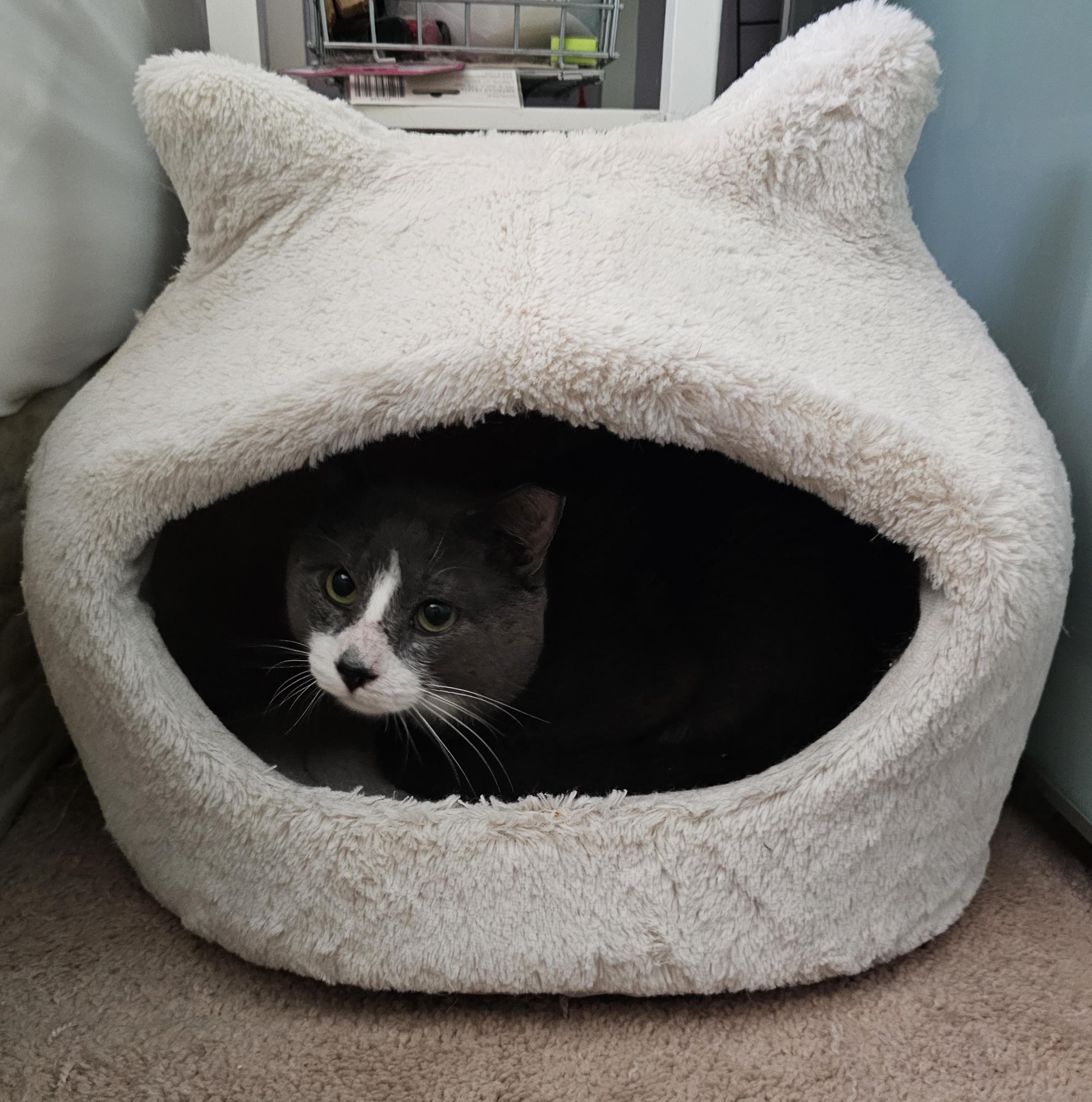 Enlarge Bagel, a ADOPTABLE mixed breed in Ridgefield, CT image 5/6