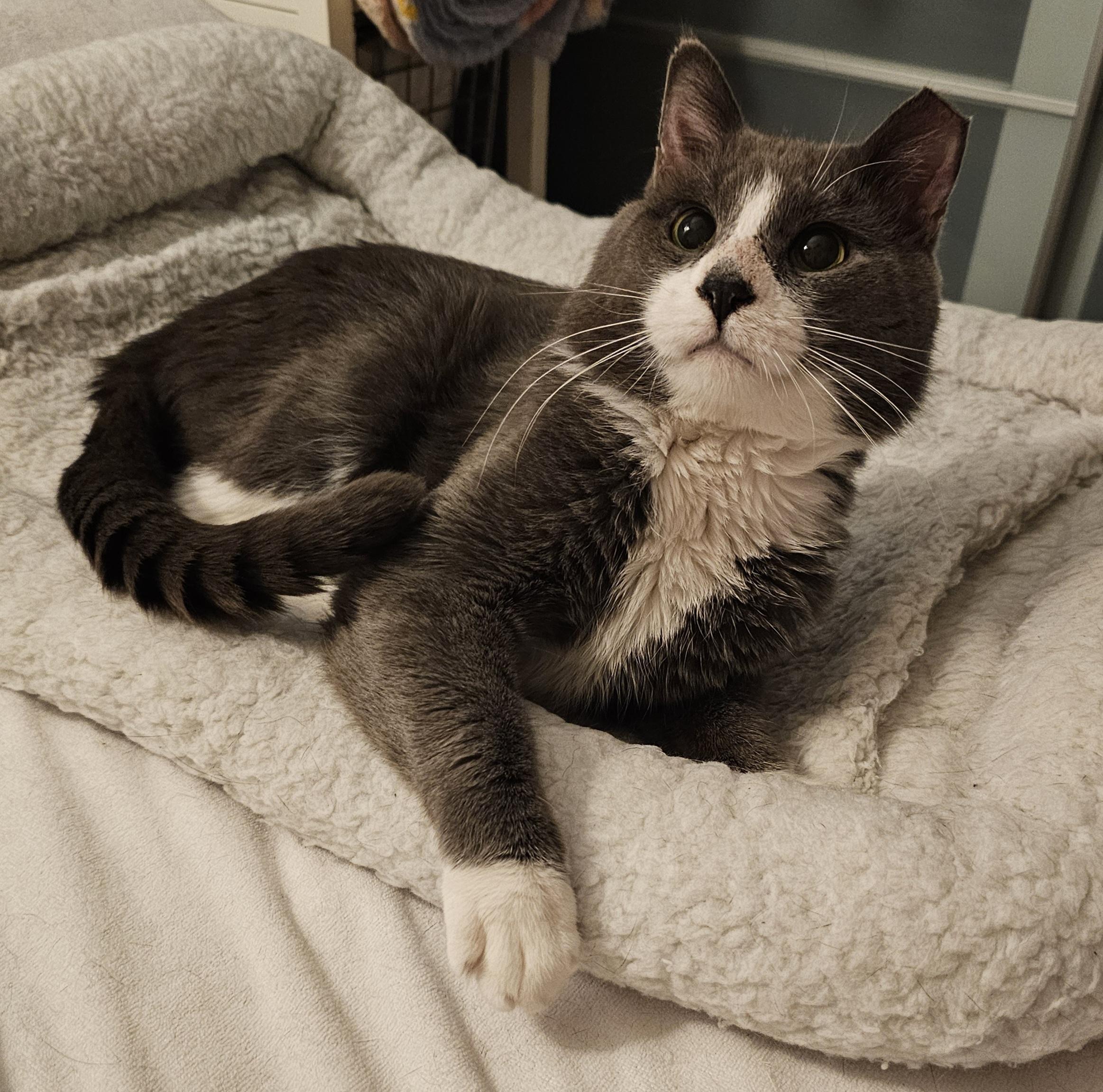 Bagel, ADOPTABLE, Young Male Domestic Short Hair & British Shorthair.