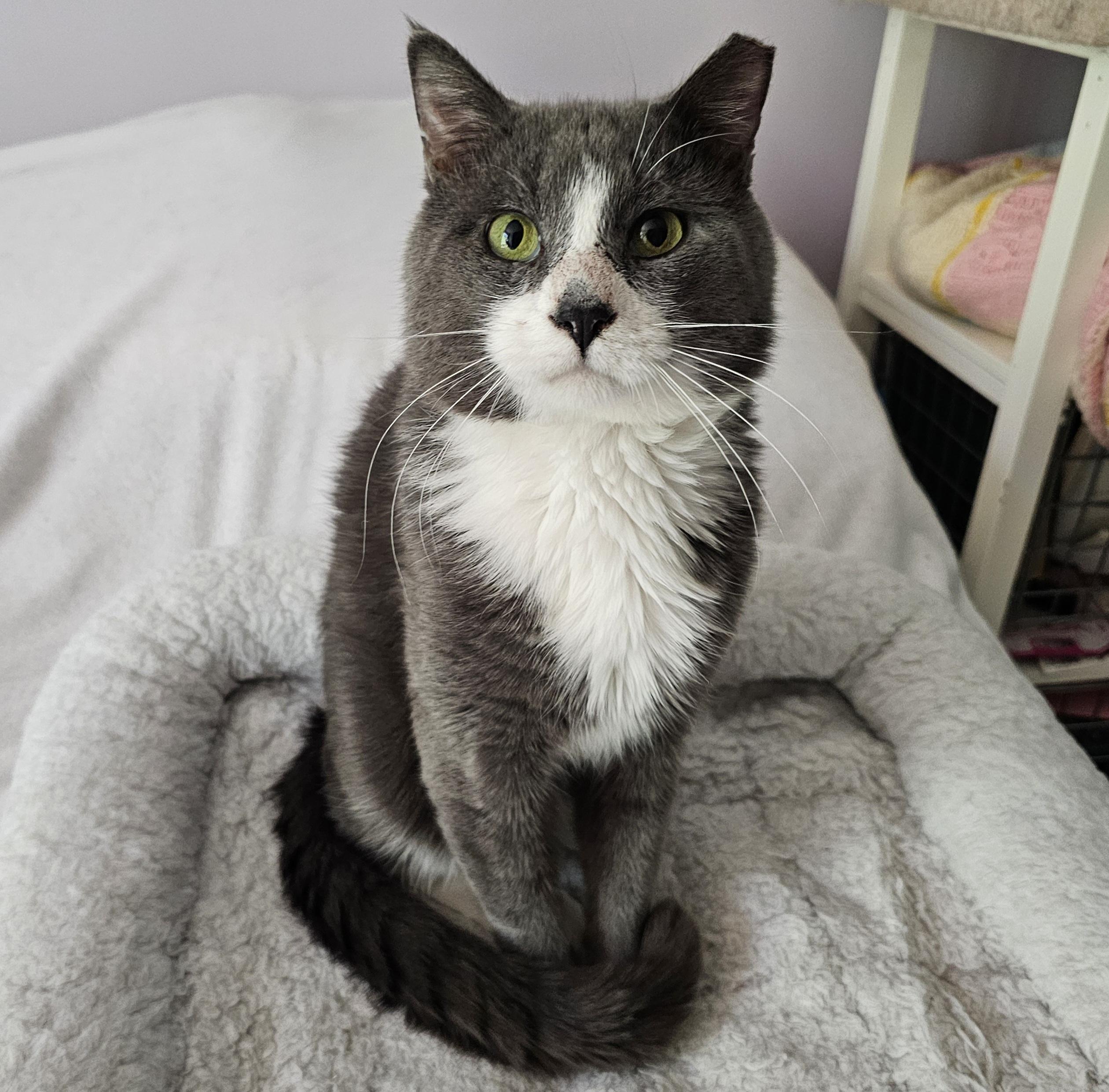 Enlarge Bagel, a ADOPTABLE mixed breed in Ridgefield, CT image 2/6