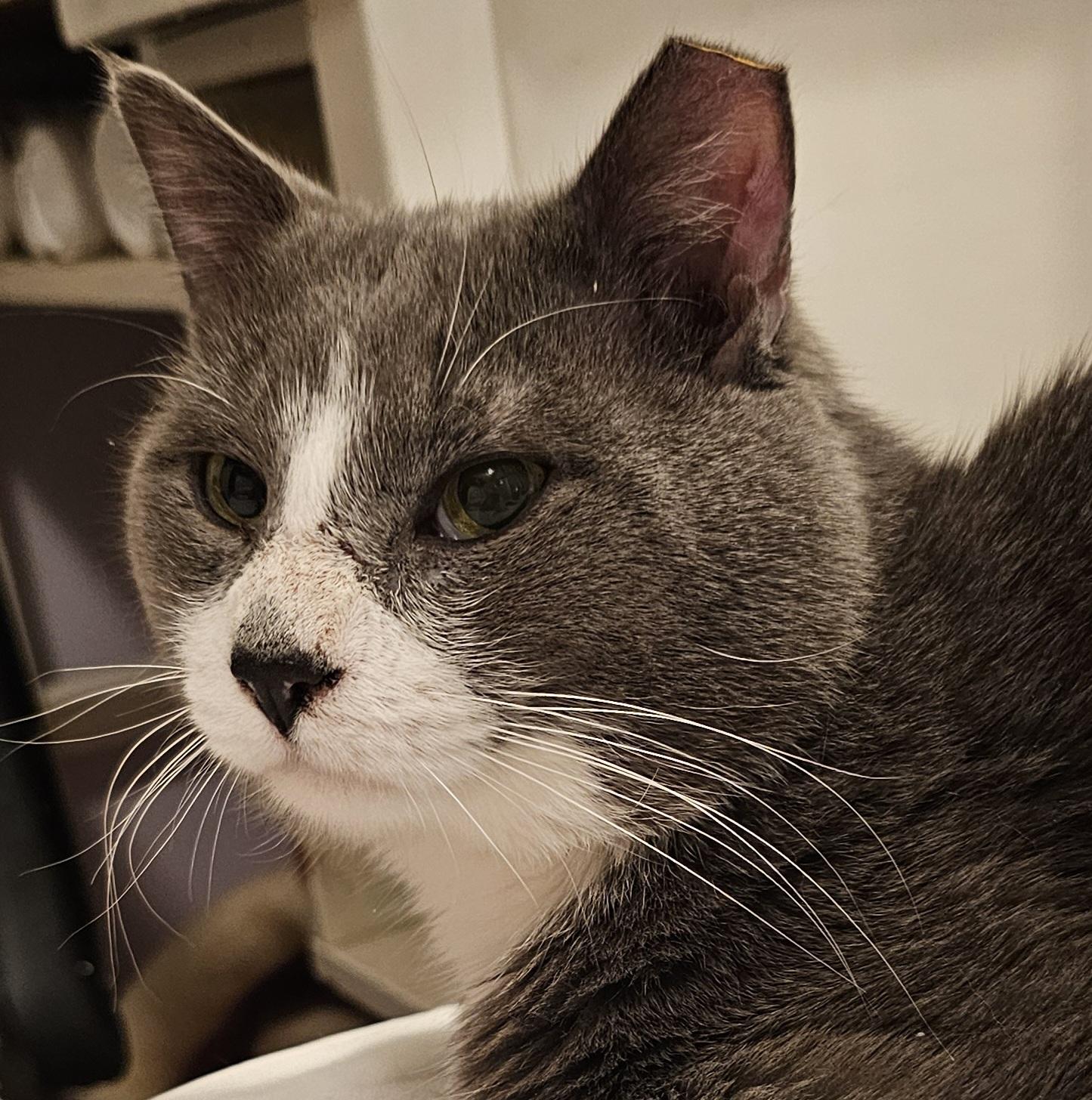Enlarge Bagel, a ADOPTABLE mixed breed in Ridgefield, CT image 3/6