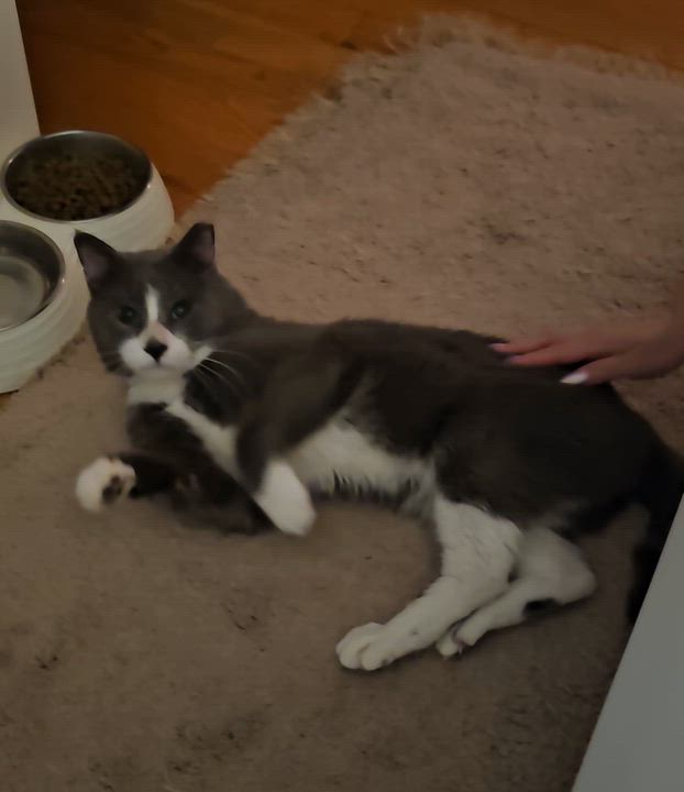 Enlarge Bagel, a ADOPTABLE mixed breed in Ridgefield, CT video 6/6