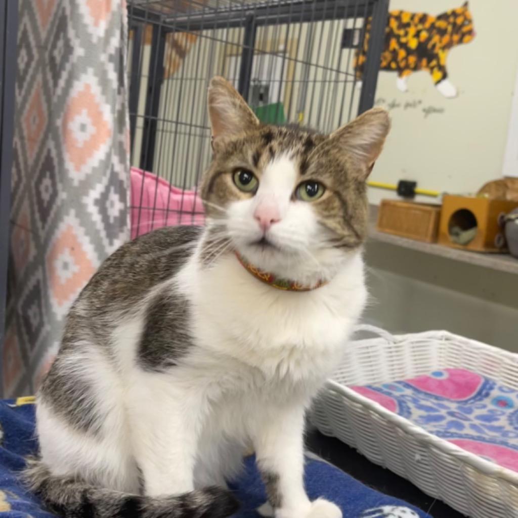 Enlarge BOO BOO, a Adoptable mixed breed in Battle Creek, MI image 1/2