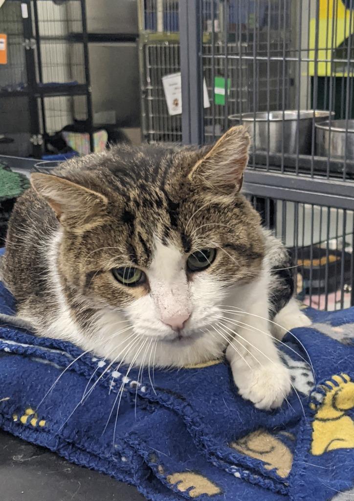 Enlarge BOO BOO, a Adoptable mixed breed in Battle Creek, MI image 2/2