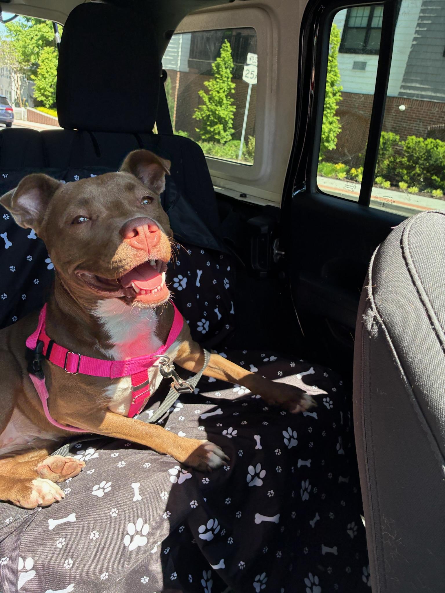 Tilly, adopted, Young Female Mixed Breed.