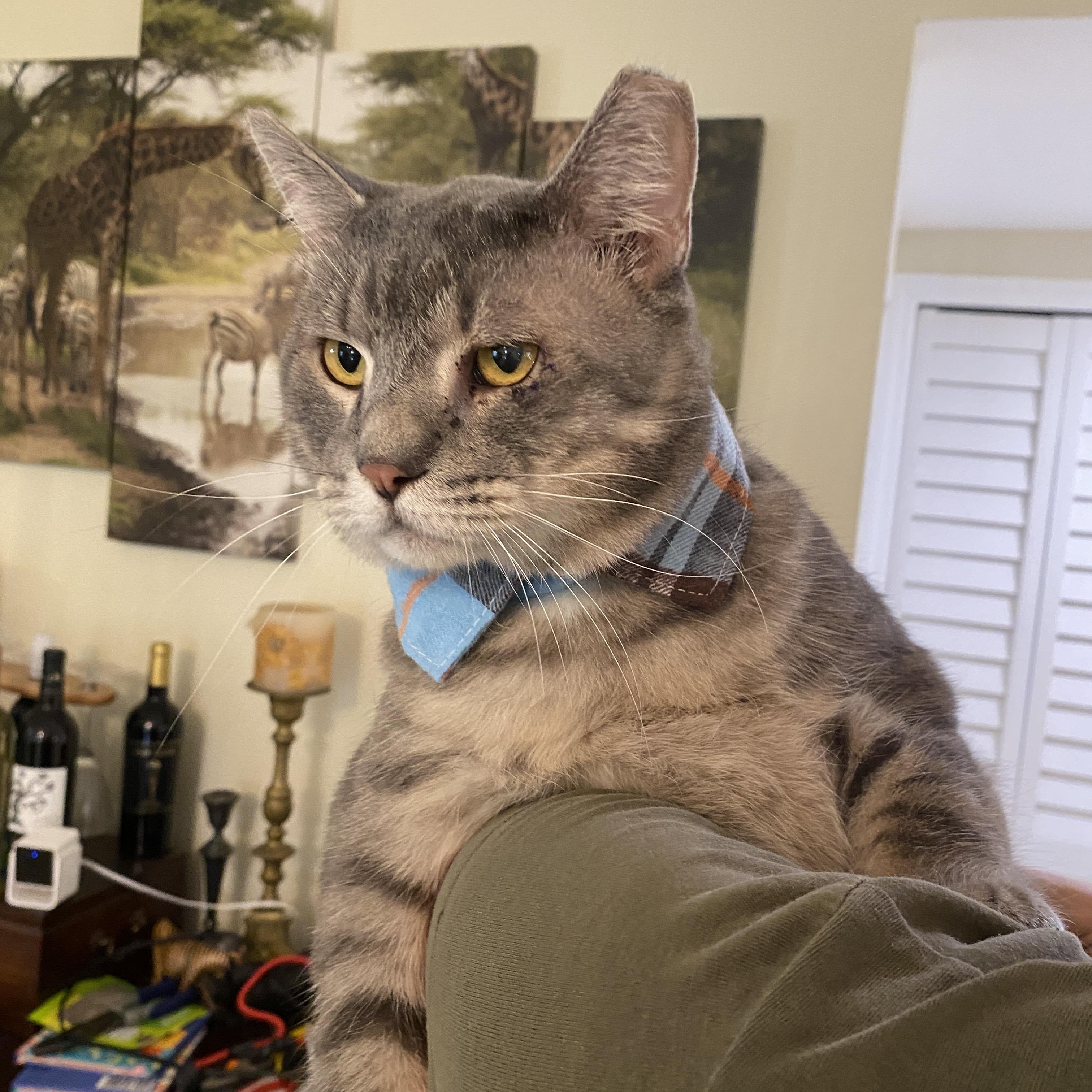 Teddy Domestic Medium Hair Cat