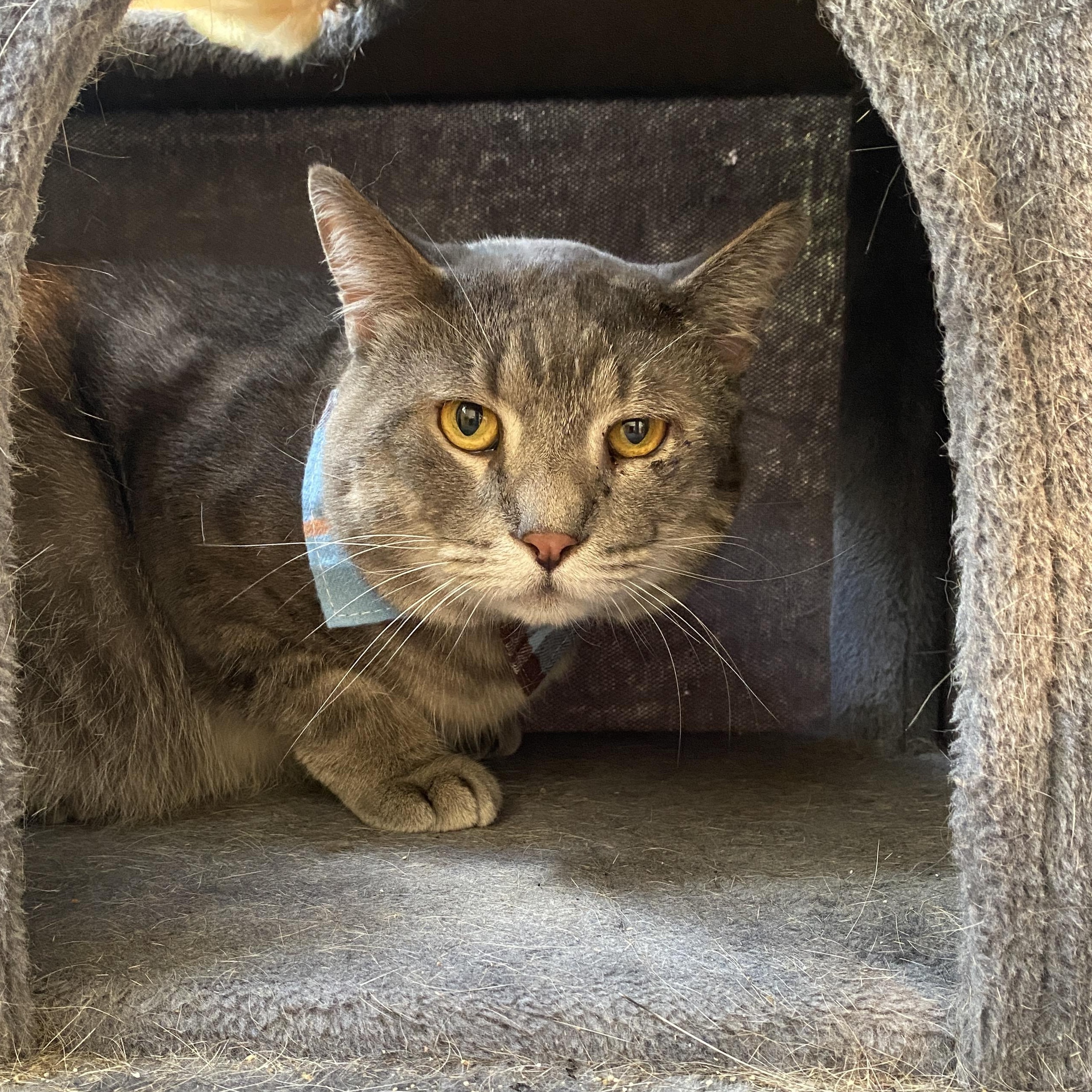 Enlarge Teddy, a Adoptable Domestic Medium Hair in Miami, FL image 4/5